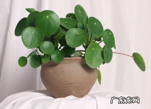 圆形叶子的盆栽有哪些 圆叶的植物盆栽