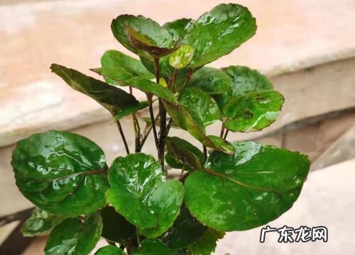 圆形叶子的盆栽有哪些 圆叶的植物盆栽