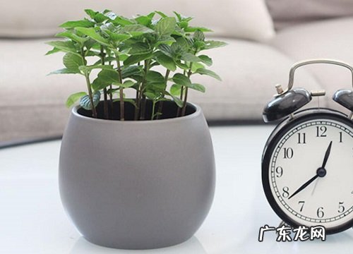 圆形叶子的盆栽有哪些 圆叶的植物盆栽