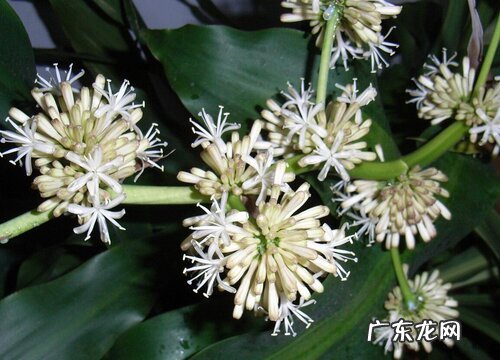 巴西木一年开几次花 养多长时间开花