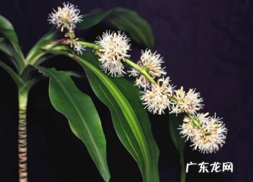 巴西木一年开几次花 养多长时间开花