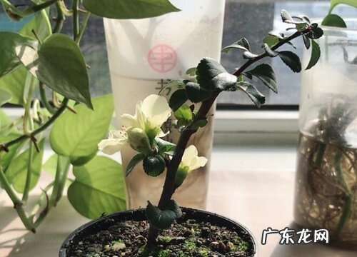 日本长寿梅一年开几次花 在什么时候开花