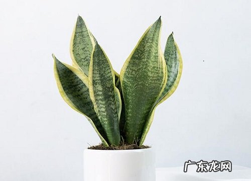 虎皮兰怎么养家庭养法