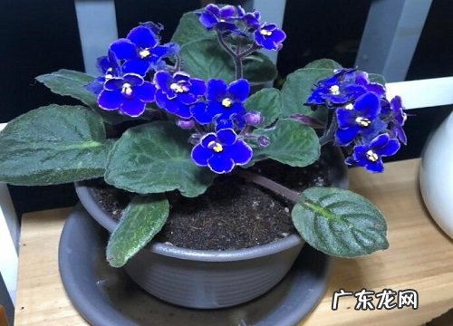 紫罗兰可以放卧室吗