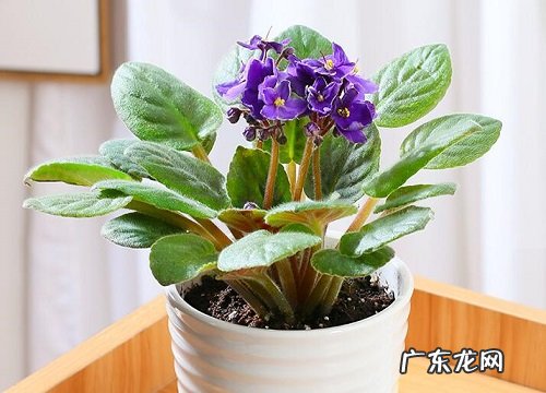 紫罗兰可以放卧室吗