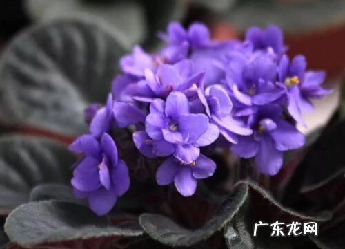 紫罗兰可以放卧室吗