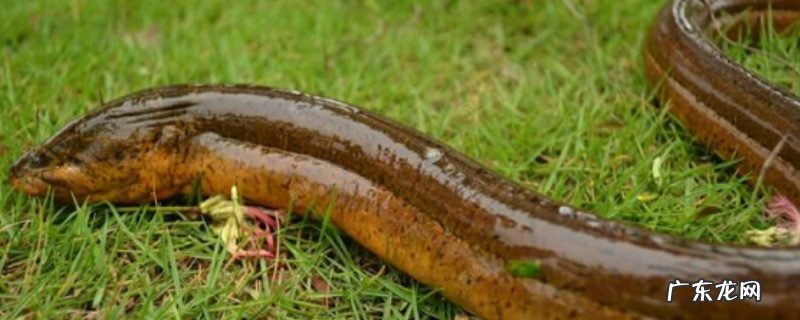 黄鳝痉挛病的防治技术,黄鳝痉挛症的症状