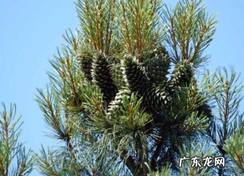 松子几月份成熟采摘 成熟季节什么时候