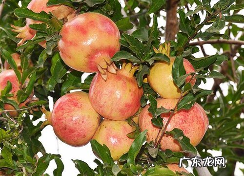 石榴几月开花几月结果 花期和果期是什么时候