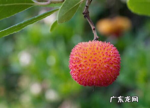 无锡杨梅几月份成熟采摘 采摘上市时间