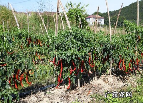 辣椒几月份开花结果 开花到结果要多久
