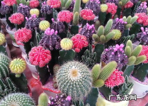 仙人掌几月份开花结果 多长时间结果