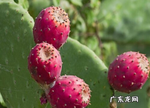 仙人掌几月份开花结果 多长时间结果