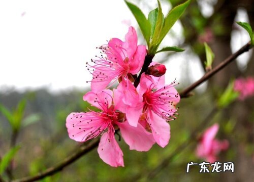 海棠怎么修剪方法