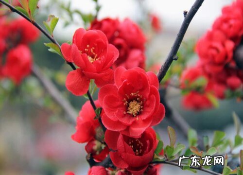 海棠怎么修剪方法