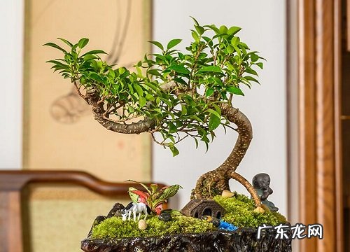 雀梅耐寒多少度