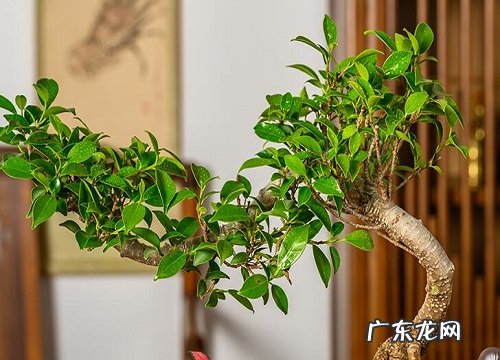 雀梅耐寒多少度