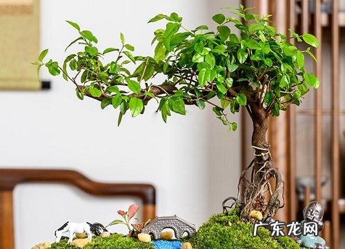 雀梅耐寒多少度