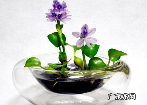 芙蓉莲开花吗 开的花是什么样的