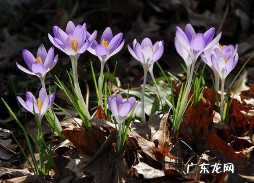 西红花产地在什么地方 原产地在哪里