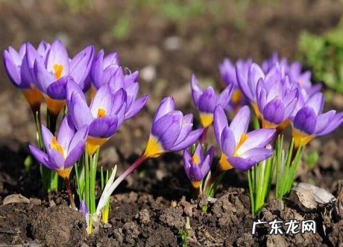 西红花产地在什么地方 原产地在哪里