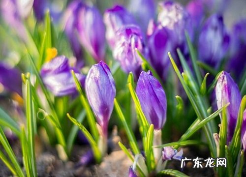 西红花产地在什么地方 原产地在哪里