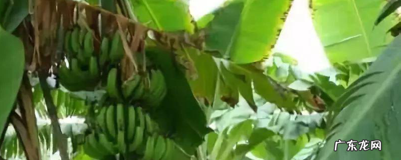 香蕉枯萎病的防治方法,发病原因是什么