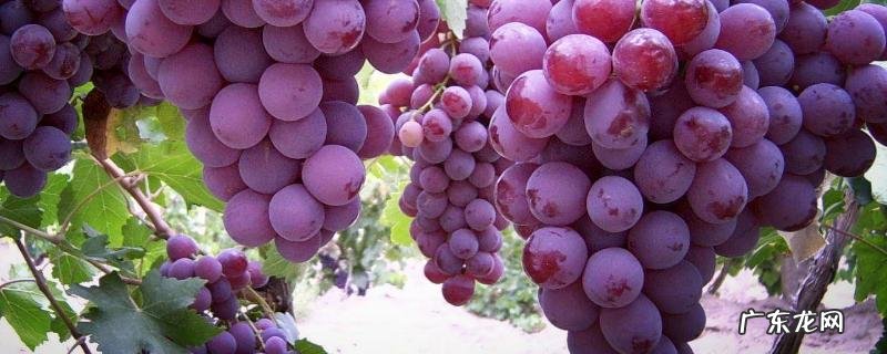 果树有哪些嫁接方法?这些嫁接方法有什么特点