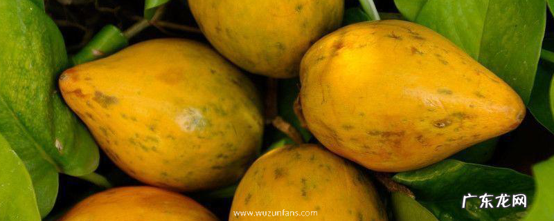 蛋黄果什么时候成熟？生长习性是什么