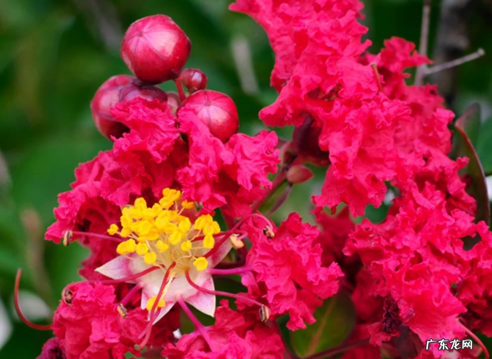 百日红什么时候开花 花期在几月份