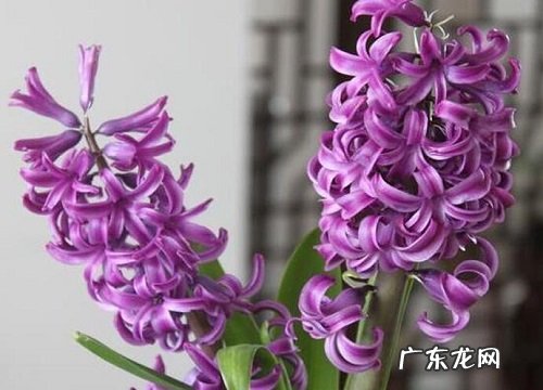 风信子是一年生还是多年生