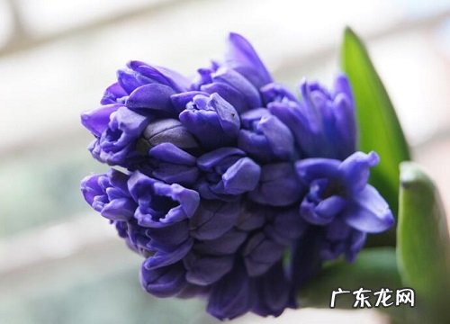 风信子是一年生还是多年生