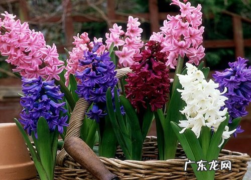 风信子是一年生还是多年生