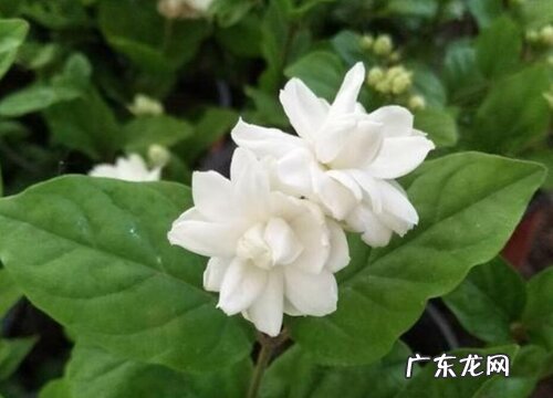 茉莉花什么品种最好