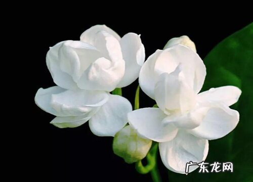 茉莉花什么品种最好