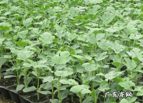 西瓜苗多久开花结果 开花到结果成熟几个月