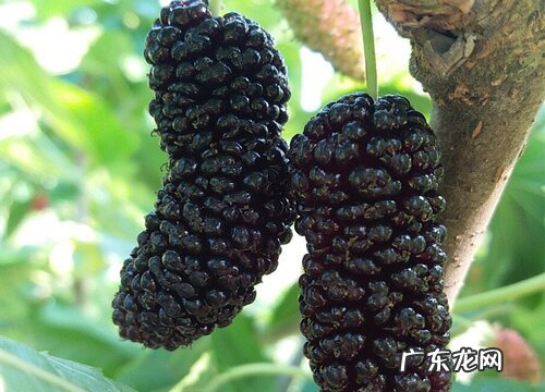 桑葚开花吗 在什么时候开花