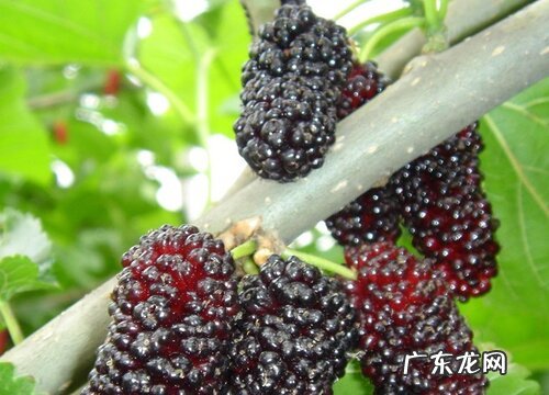 桑葚开花吗 在什么时候开花