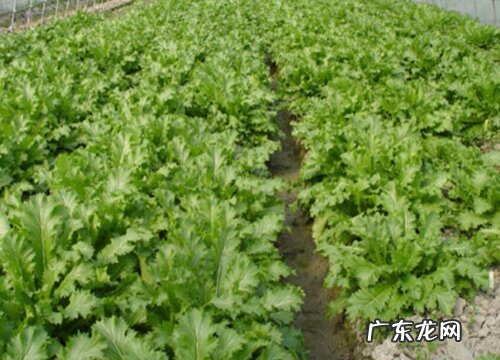 雪菜种植时间和方法 在几月份栽种最好