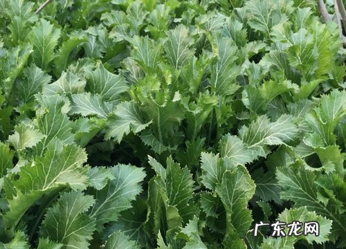 雪菜种植时间和方法 在几月份栽种最好