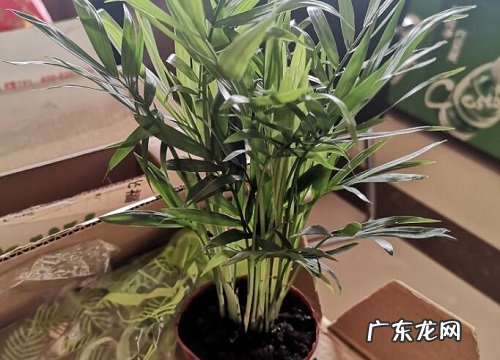 袖珍椰子什么时候换盆好