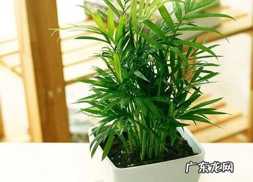 袖珍椰子什么时候换盆好