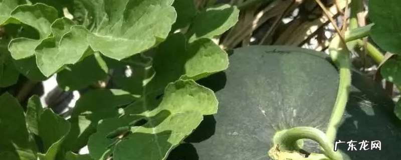 西瓜叶枯病的防治方法,危害特征有哪些