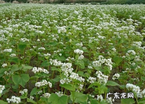 荞麦的种植时间和收获时间