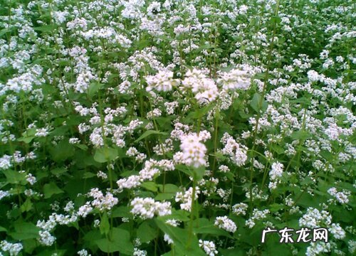 荞麦的种植时间和收获时间