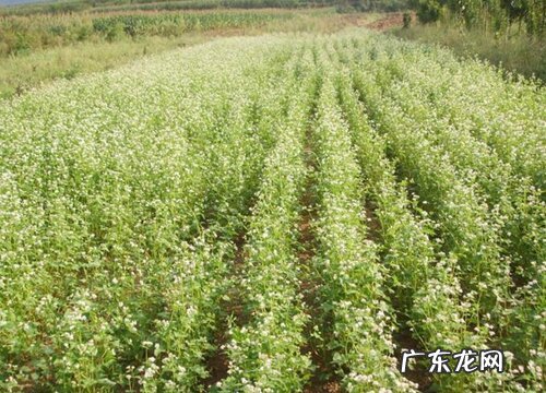 荞麦的种植时间和收获时间