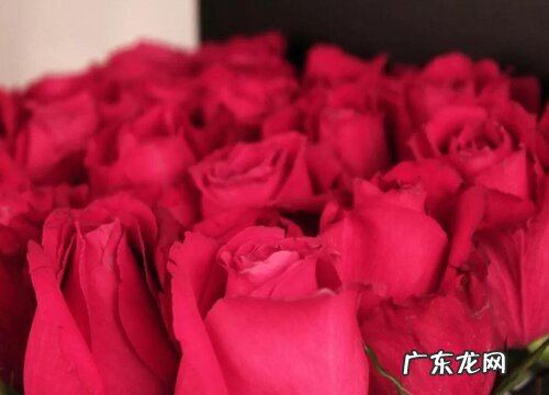 43朵玫瑰代表什么花语