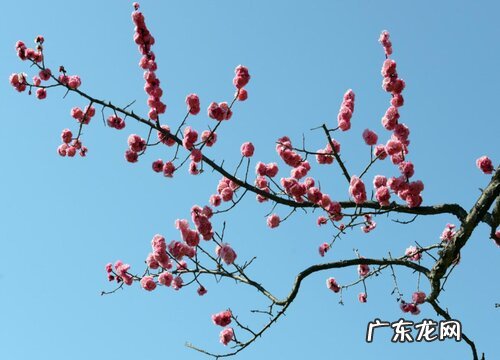 冬梅什么时候开花 开花时间是几月
