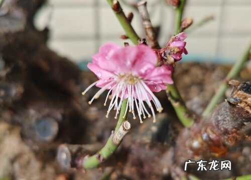 冬梅什么时候开花 开花时间是几月