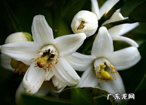 图 橘子树开花吗 开花是什么样子的